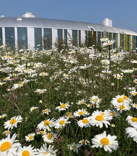 Meadow roof garden at National Pediatric Hospital, Dublin, Ireland